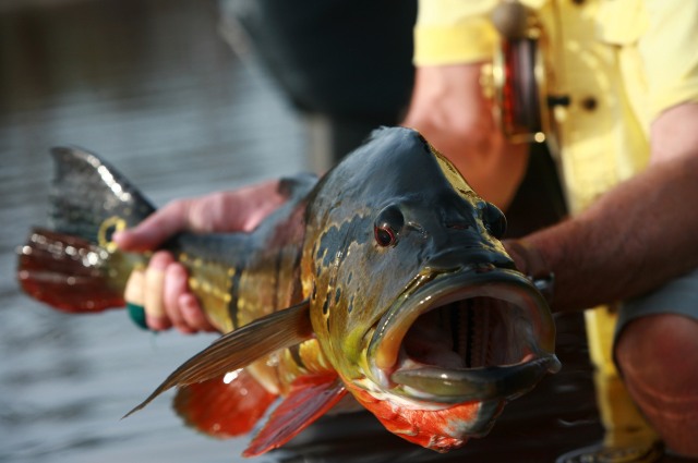 Butterfly Peacock Bass On Fly. 