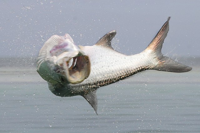 Fish jumping out of the water.