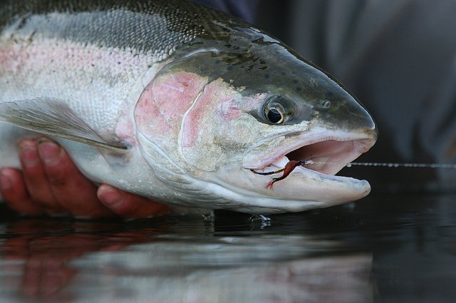 Steelhead On Fly.