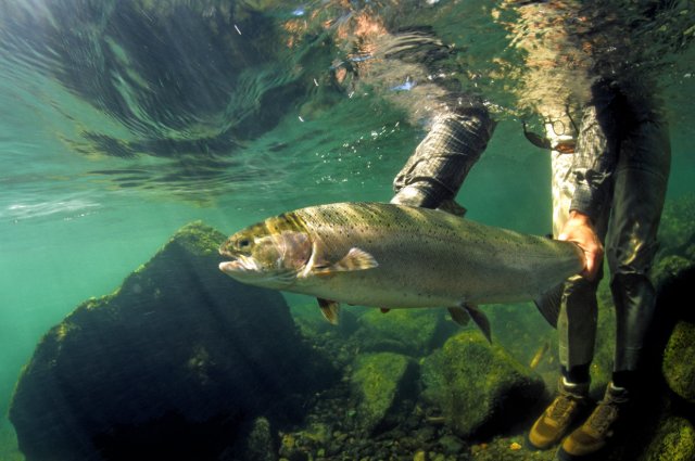 Steelhead about to be released under water. 