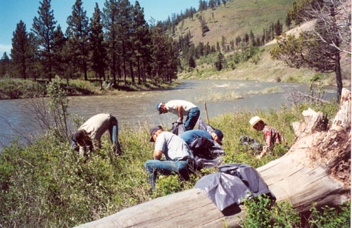 Volunteers Pulling Weeds