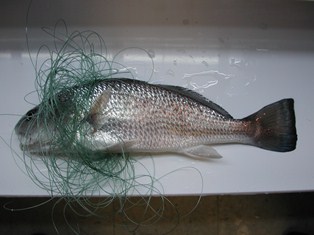 Waste Monofilament Line Kills Fish