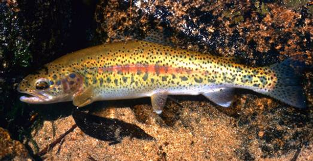 Redband Trout